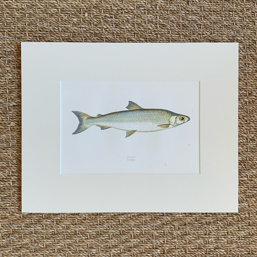Couch Chromolithograph Fish Matted 19