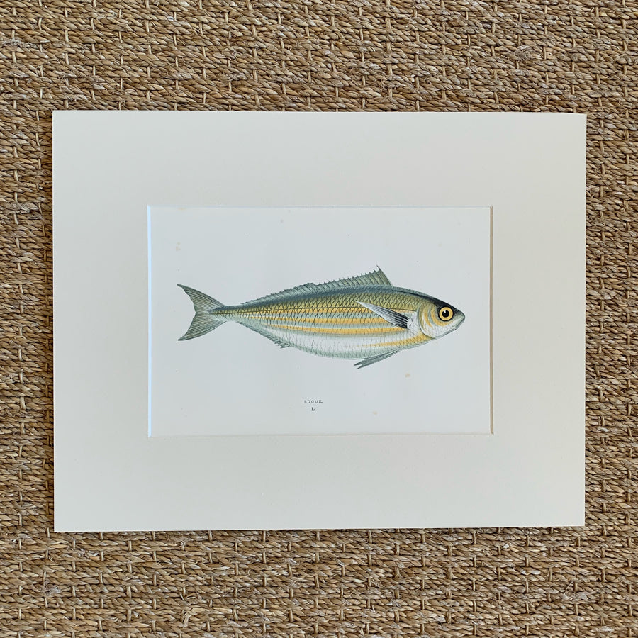 Couch Chromolithograph Fish Matted 1