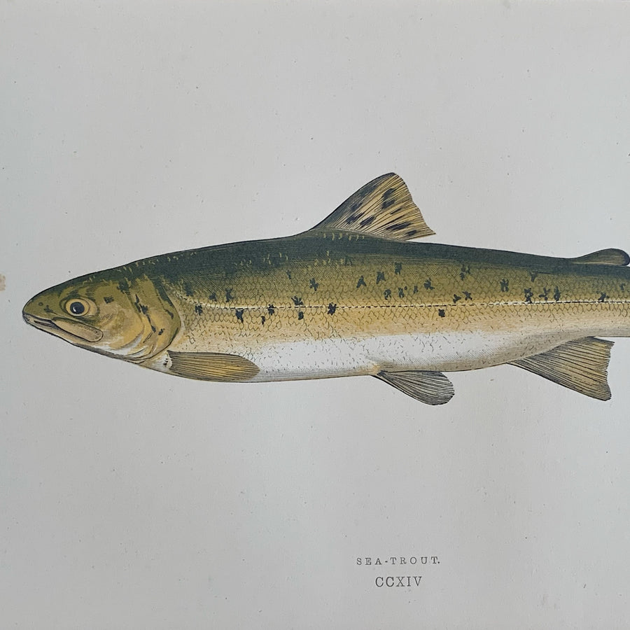 Couch Chromolithograph Fish Matted 20