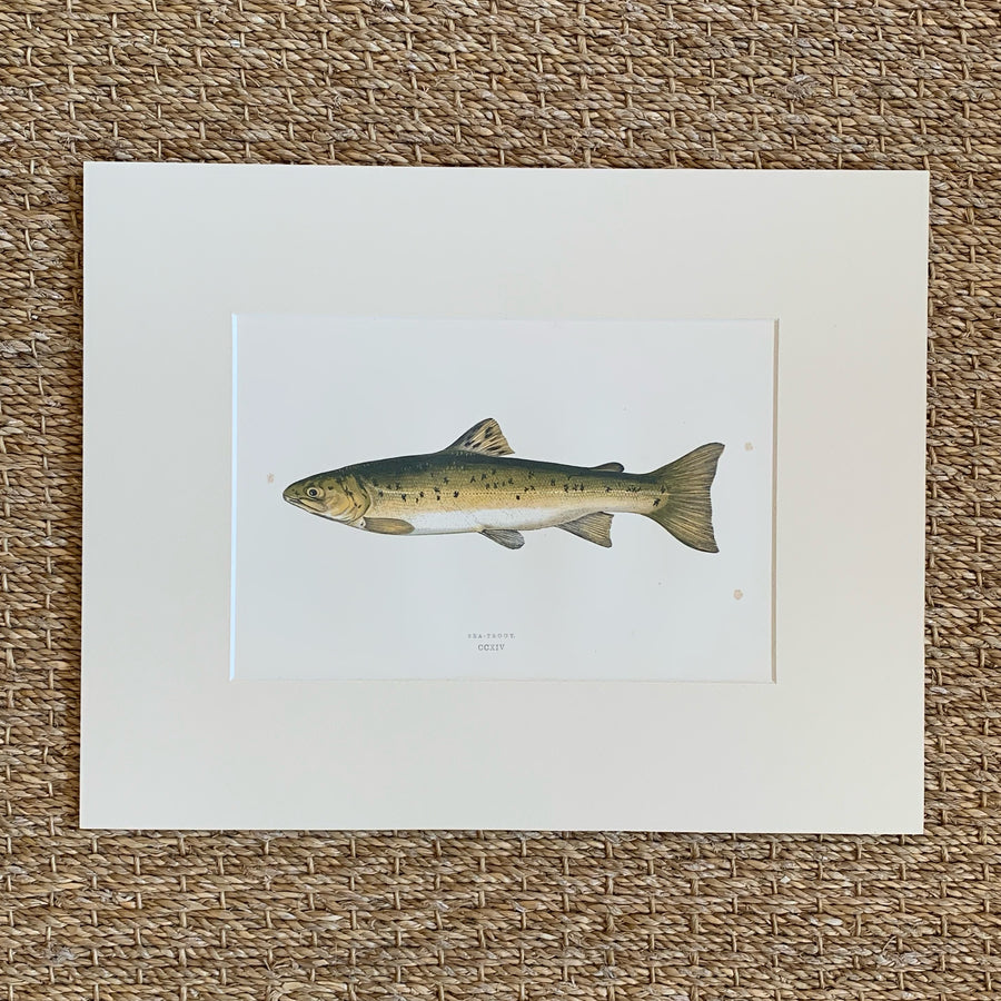 Couch Chromolithograph Fish Matted 20