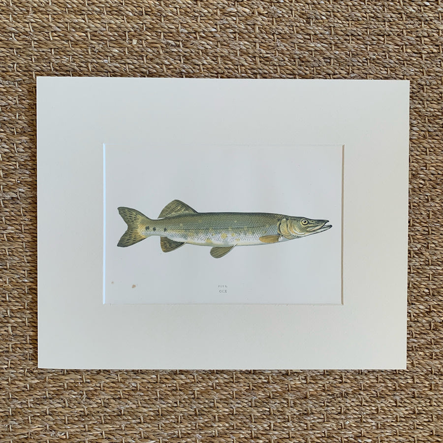 Couch Chromolithograph Fish Matted 23