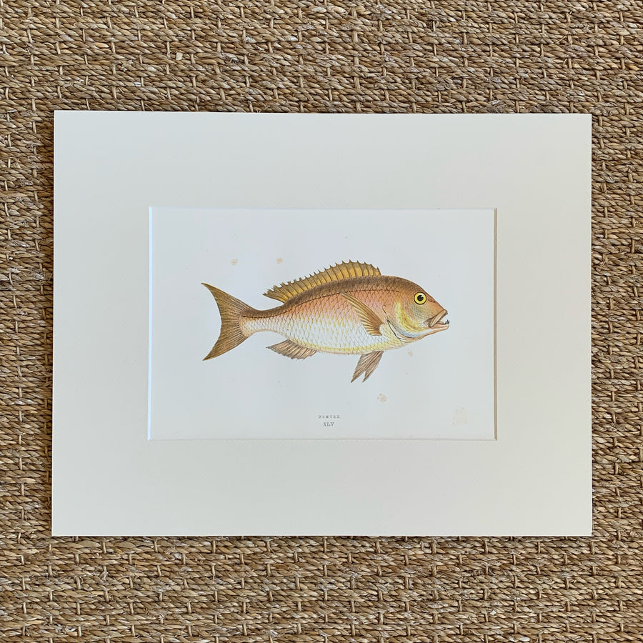 Couch Chromolithograph Fish Matted 24