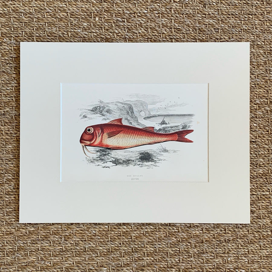 Couch Chromolithograph Fish Matted 25