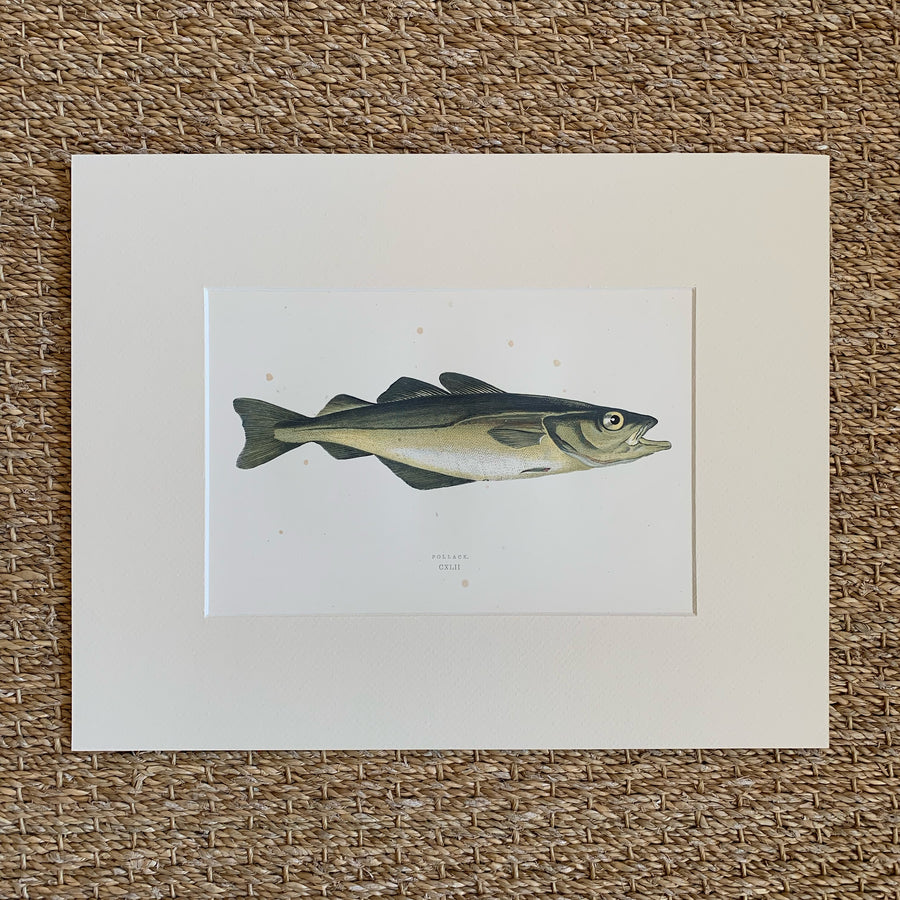 Couch Chromolithograph Fish Matted 27