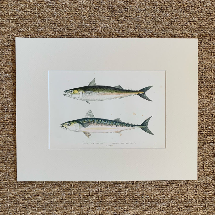 Couch Chromolithograph Fish Matted 29