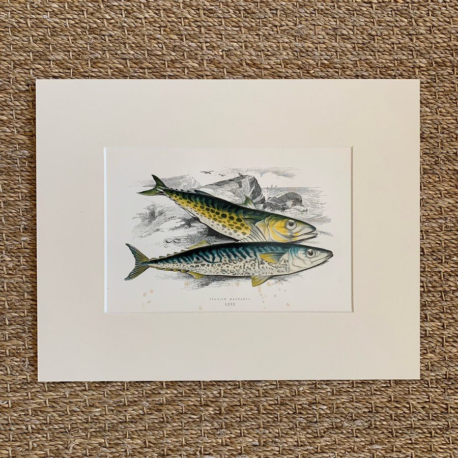 Couch Chromolithograph Fish Matted 30