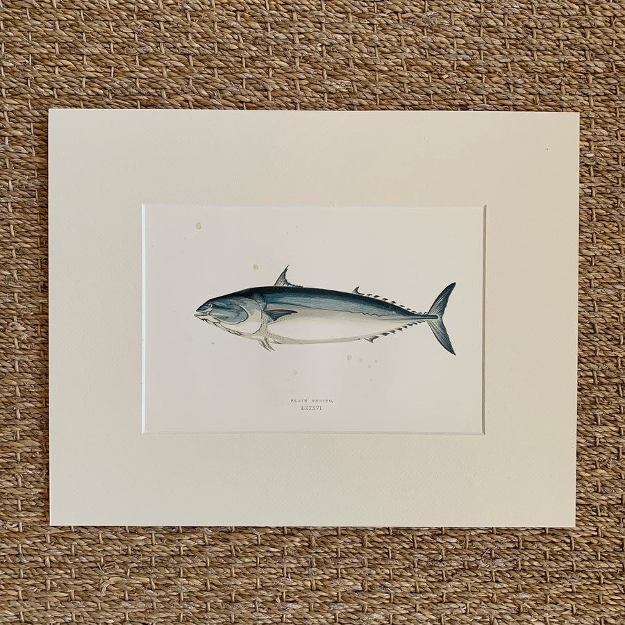 Couch Chromolithograph Fish Matted 34