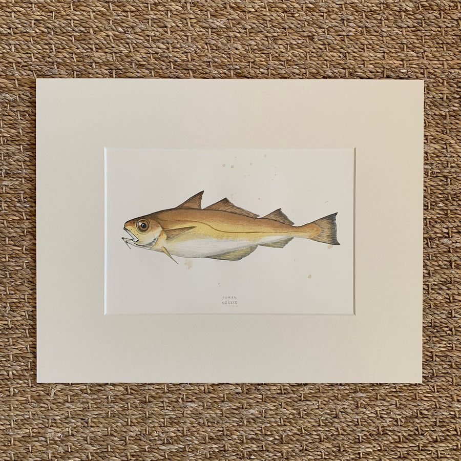 Couch Chromolithograph Fish Matted 35