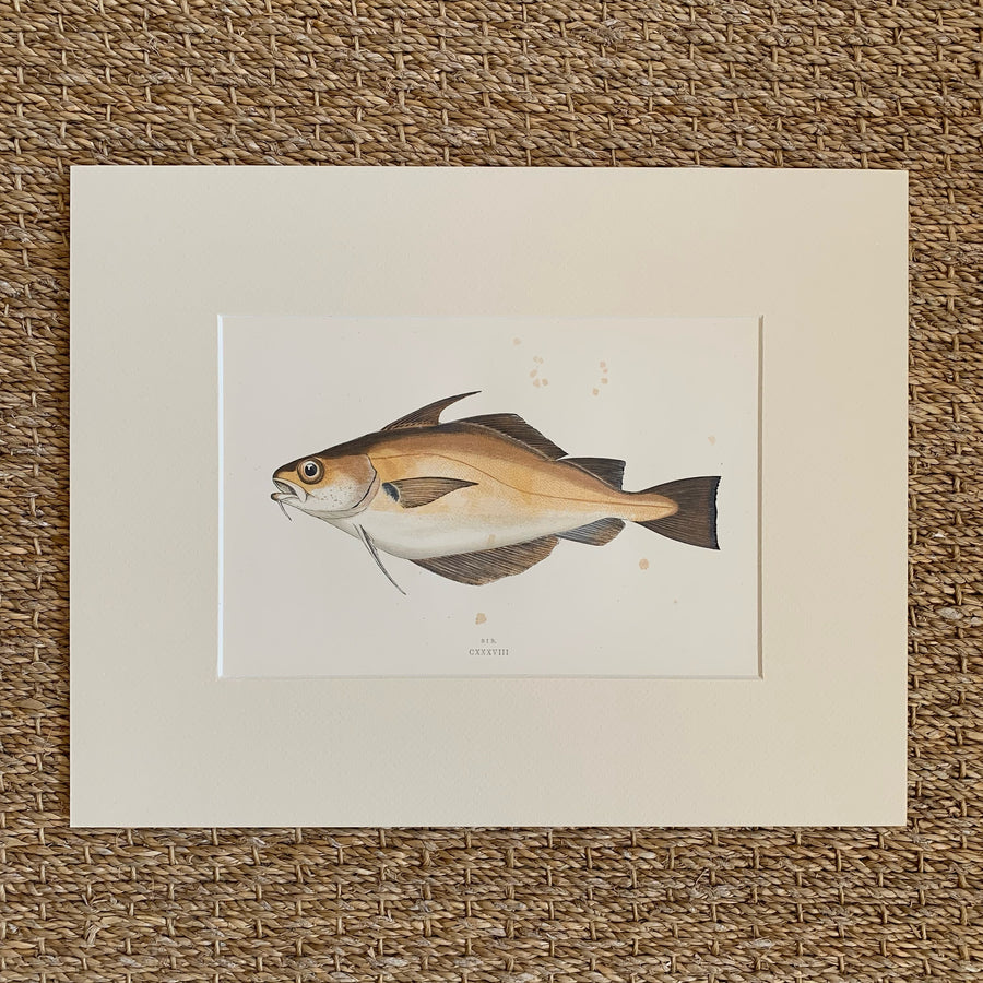 Couch Chromolithograph Fish Matted 36