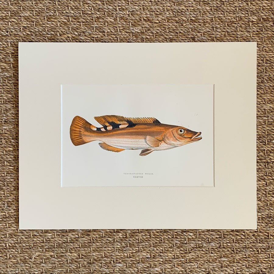 Couch Chromolithograph Fish Matted 37