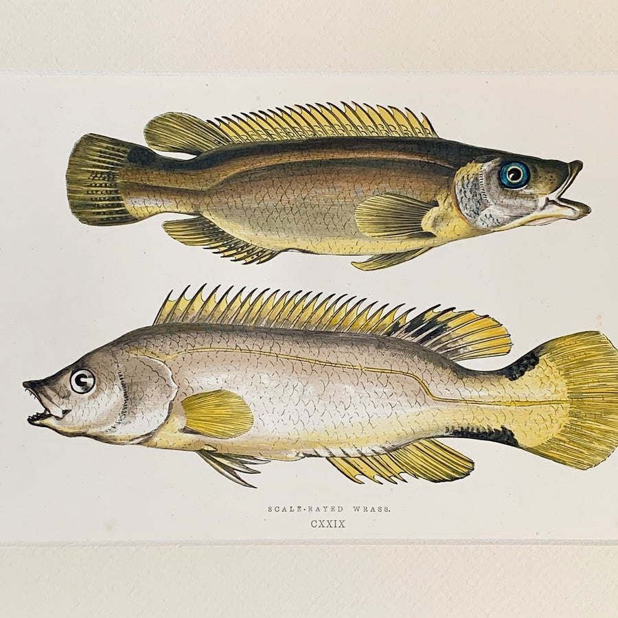 Couch Chromolithograph Fish Matted 38