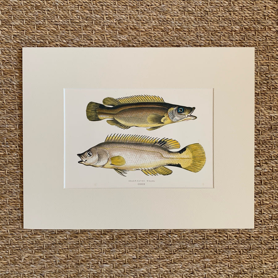 Couch Chromolithograph Fish Matted 38