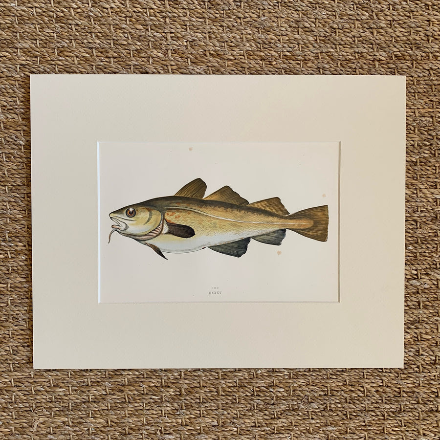 Couch Chromolithograph Fish Matted 39