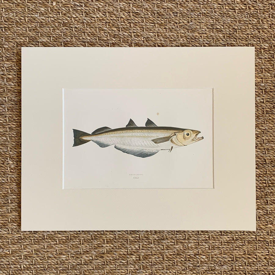 Couch Chromolithograph Fish Matted 42