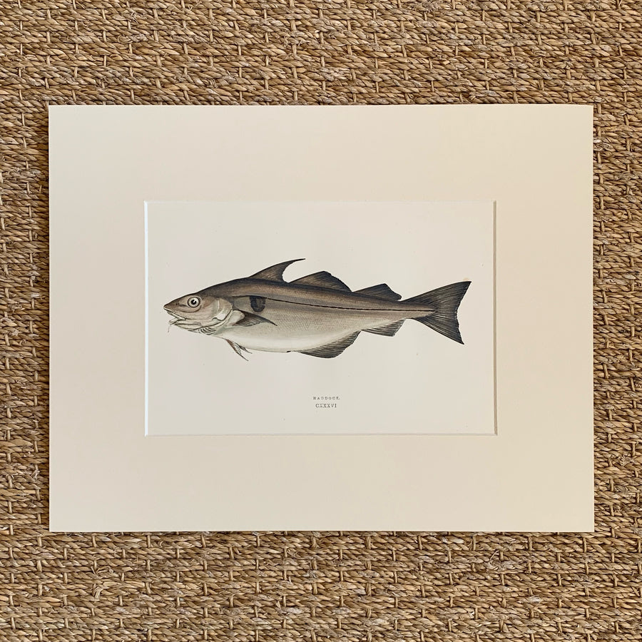 Couch Chromolithograph Fish Matted 43