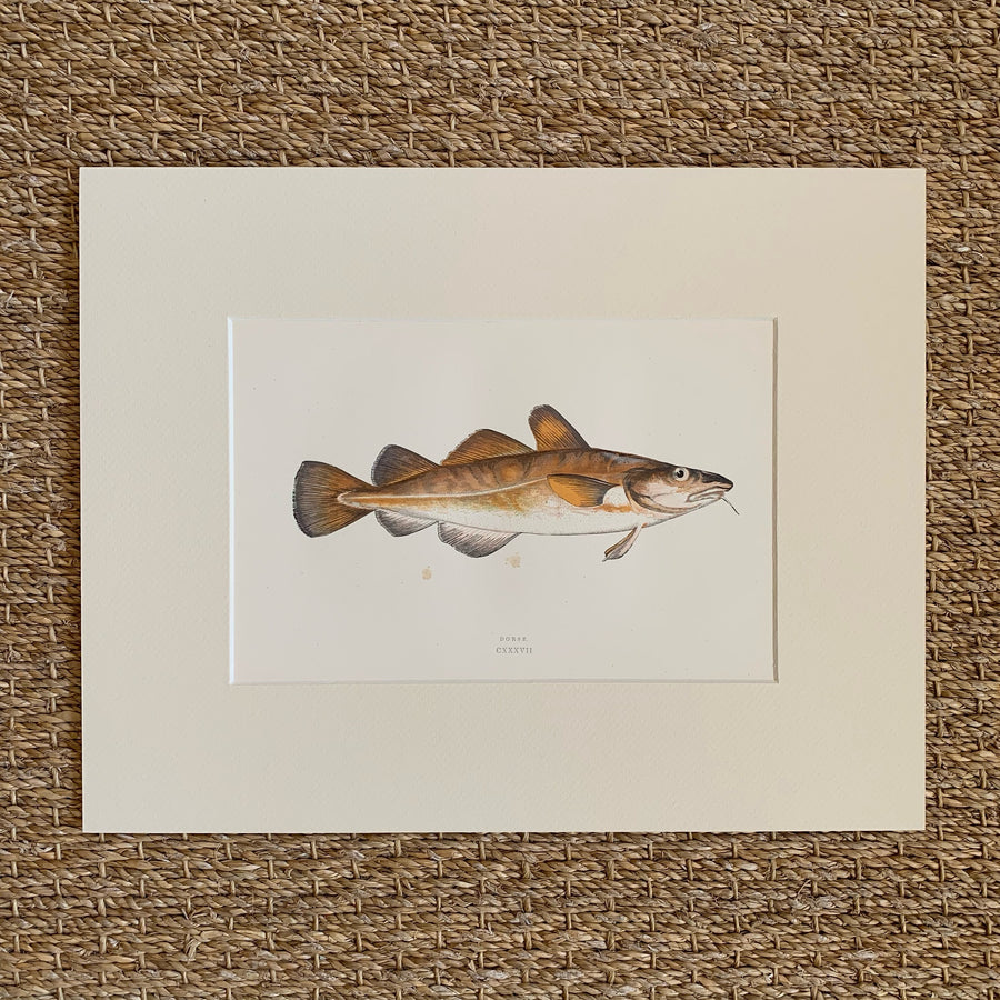 Couch Chromolithograph Fish Matted 44
