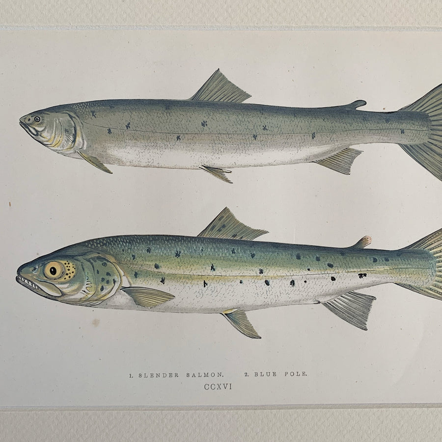 Couch Chromolithograph Fish Matted 45