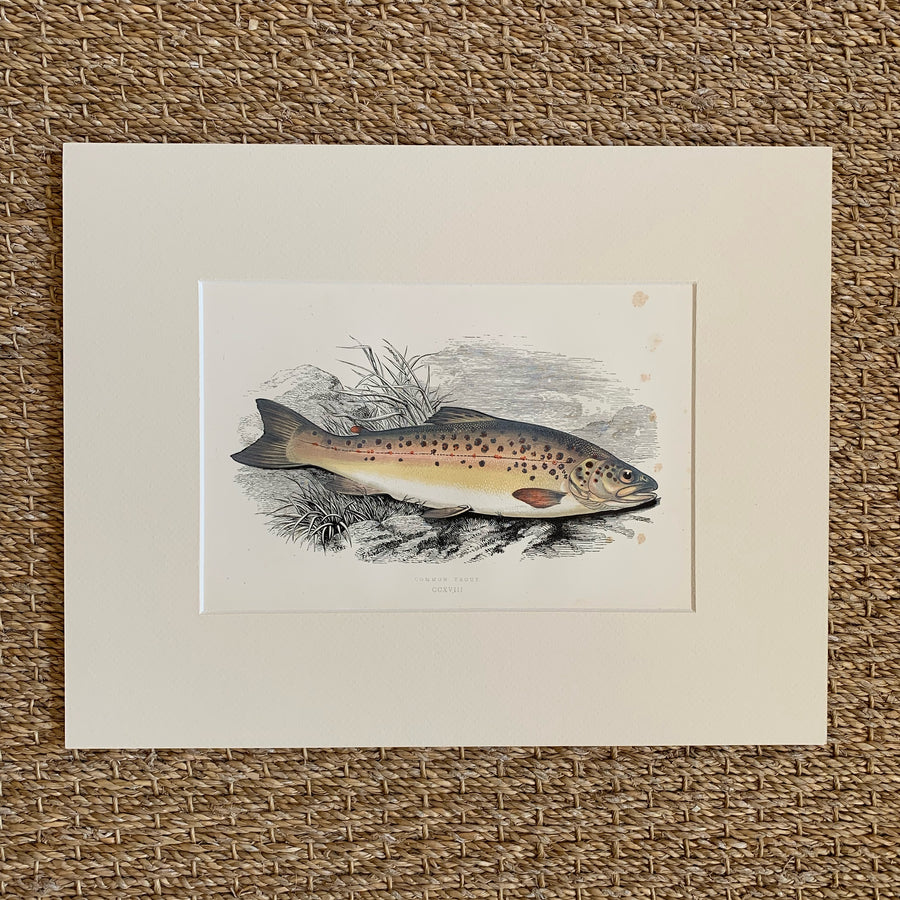 Couch Chromolithograph Fish Matted 47