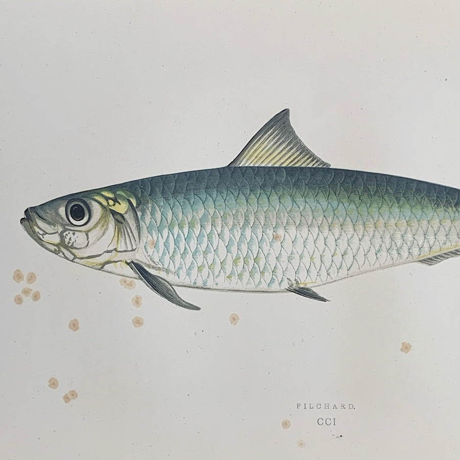 Couch Chromolithograph Fish Matted 49