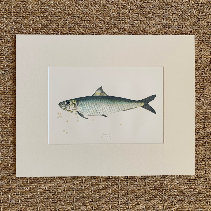 Couch Chromolithograph Fish Matted 49