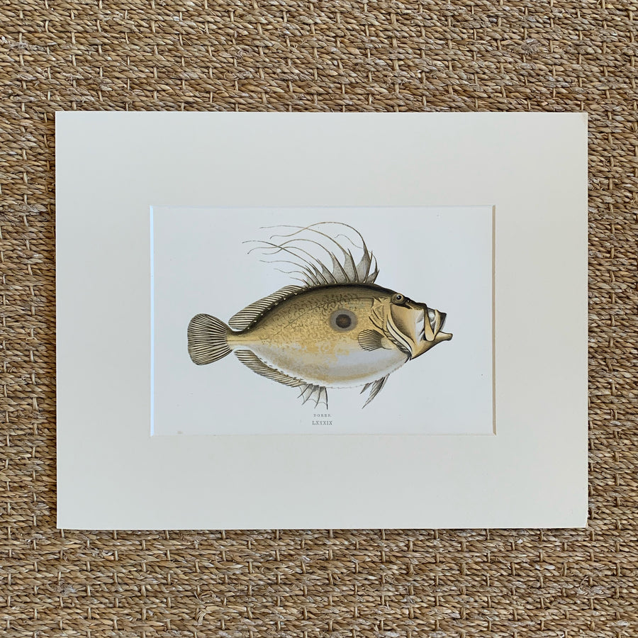 Couch Chromolithograph Fish Matted 4