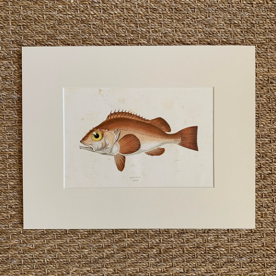 Couch Chromolithograph Fish Matted 51