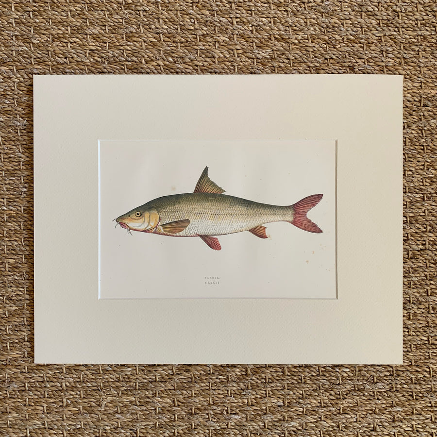 Couch Chromolithograph Fish Matted 53