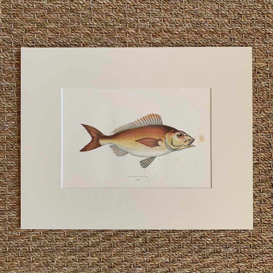Couch Chromolithograph Fish Matted 55