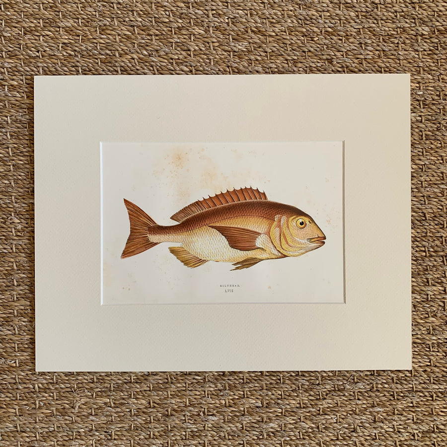 Couch Chromolithograph Fish Matted 56