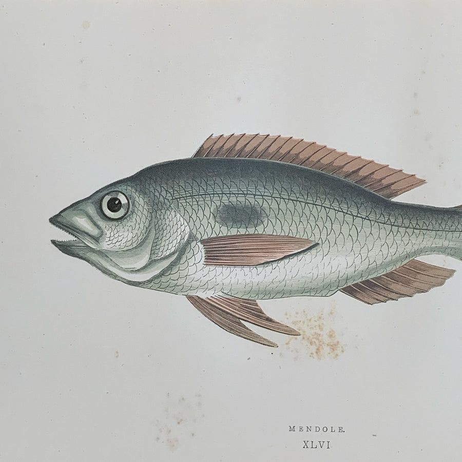 Couch Chromolithograph Fish Matted 5
