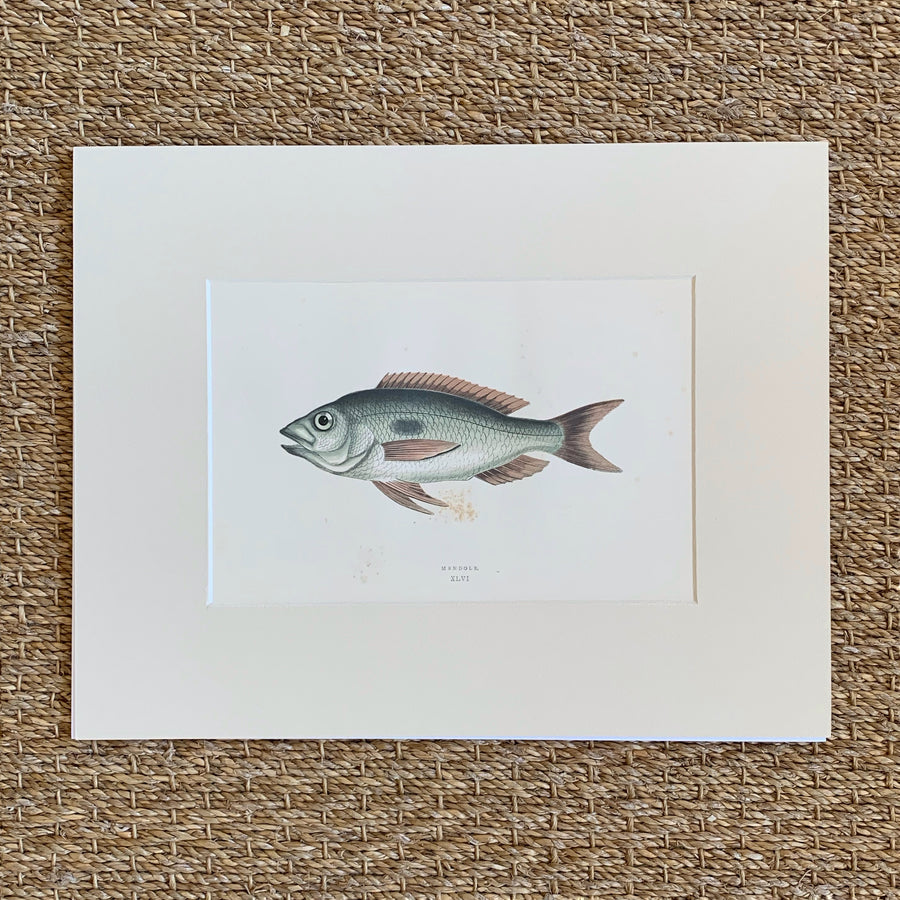 Couch Chromolithograph Fish Matted 5