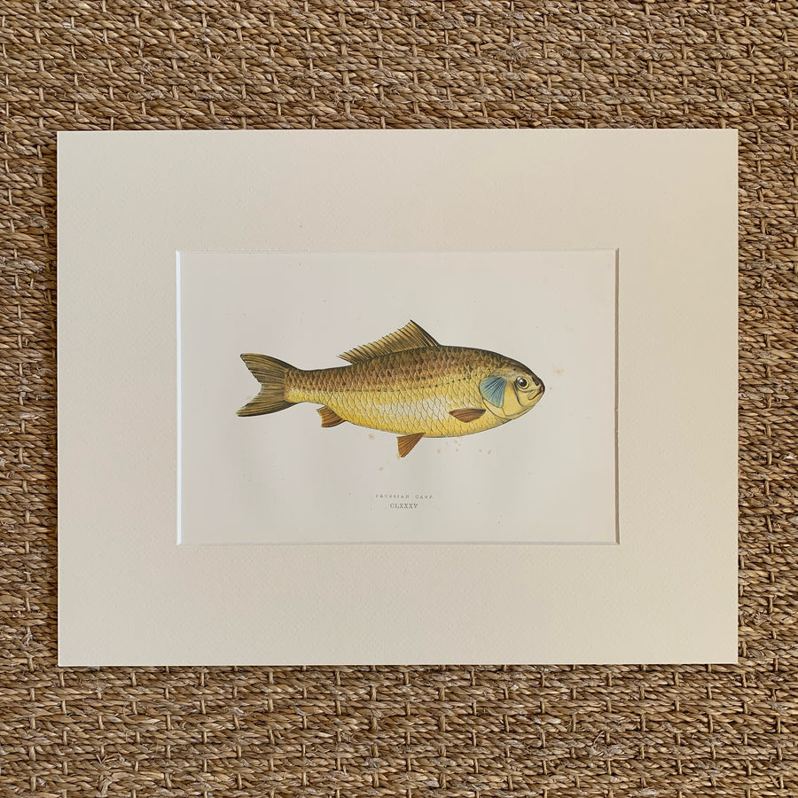 Couch Chromolithograph Fish Matted 61