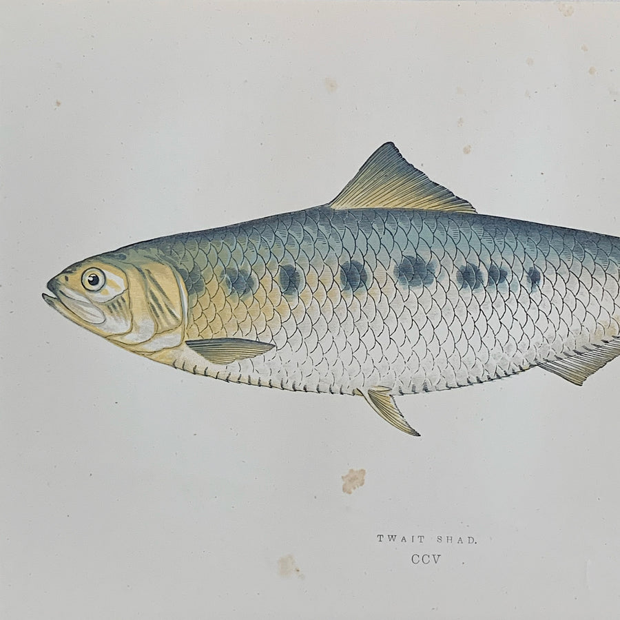 Couch Chromolithograph Fish Matted 6