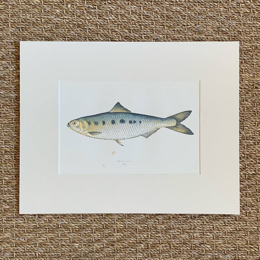 Couch Chromolithograph Fish Matted 6