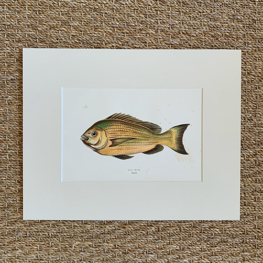 Couch Chromolithograph Fish Matted 9