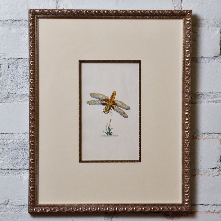 Donovan Natural History of British Insects Collection 1 Framed 3