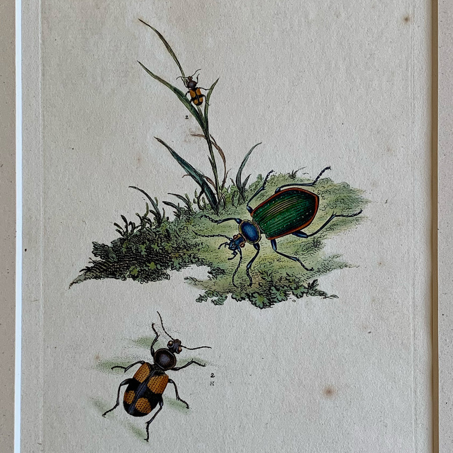 Donovan Natural History of British Insects (Matted Third Collection) 56