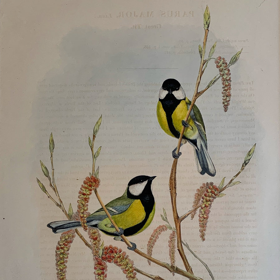 John Gould Birds of Great Britain Matted 1