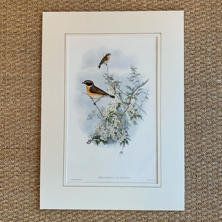 John Gould Birds of Great Britain Matted 3