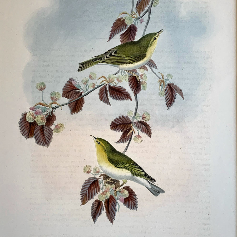 John Gould Birds of Great Britain Matted 4