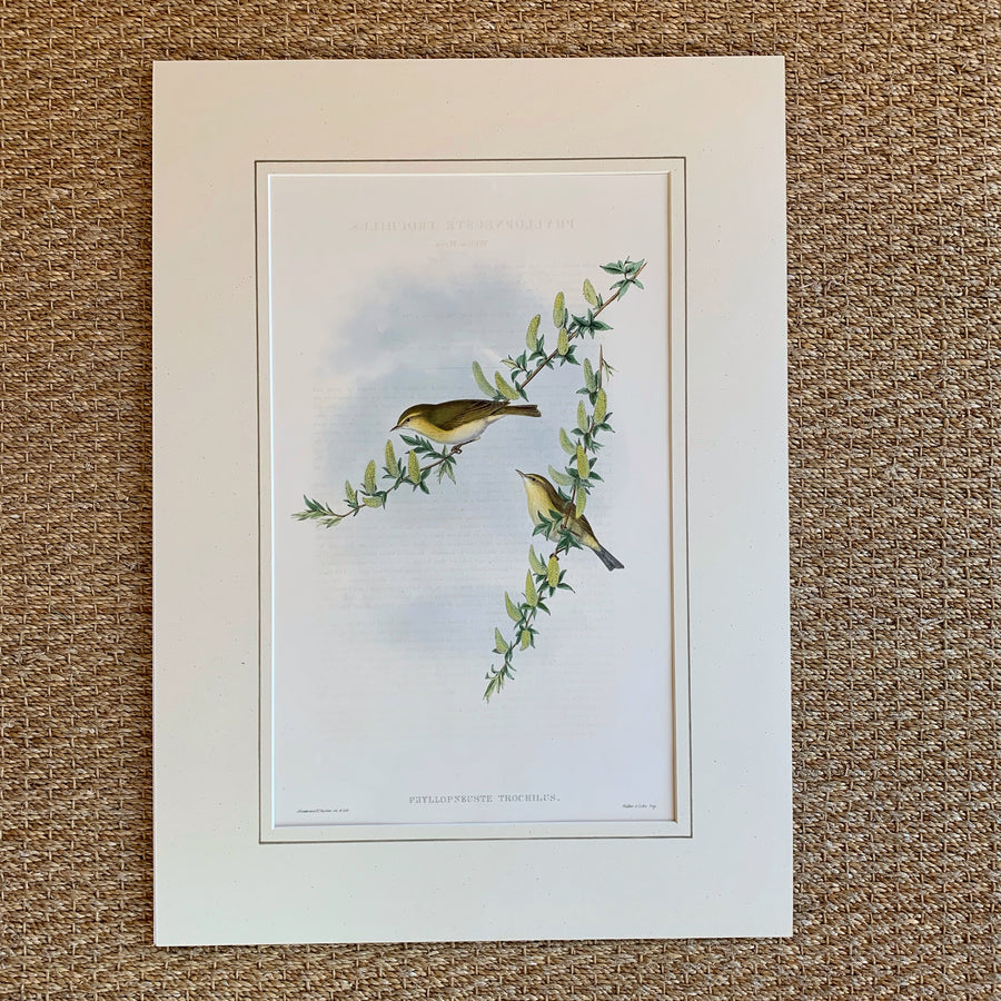 John Gould Birds of Great Britain Matted 7