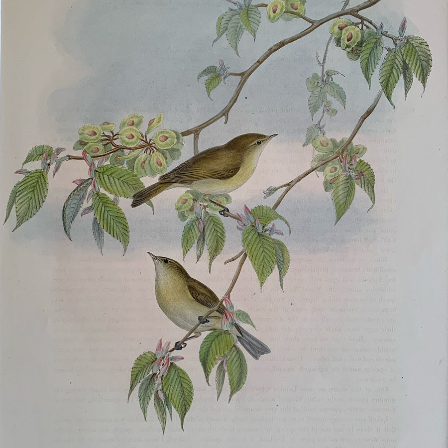 John Gould Birds of Great Britain Matted 8