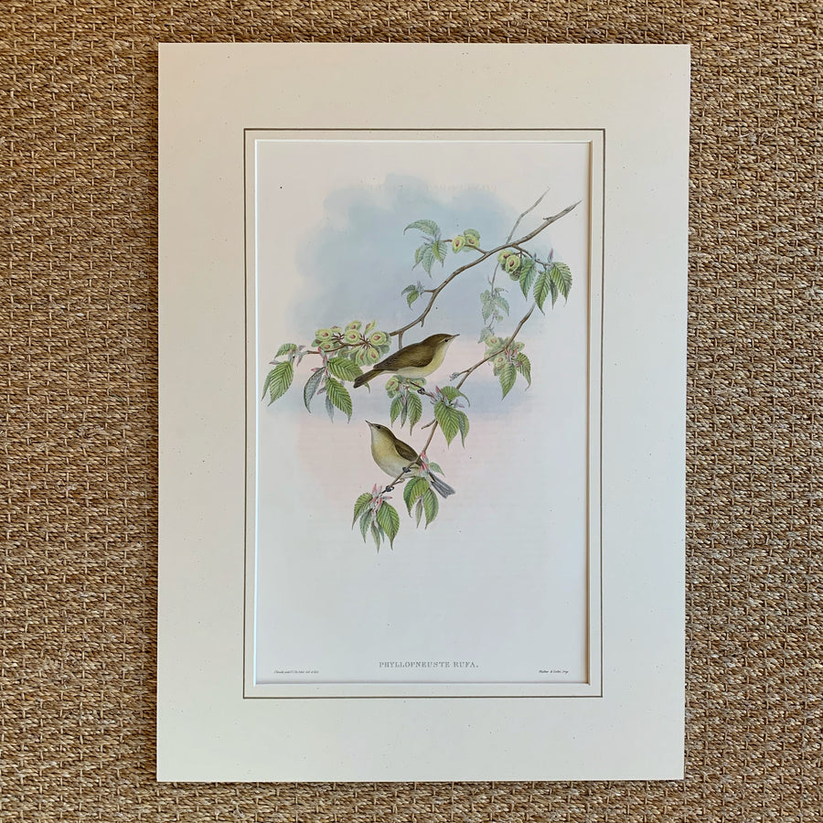John Gould Birds of Great Britain Matted 8