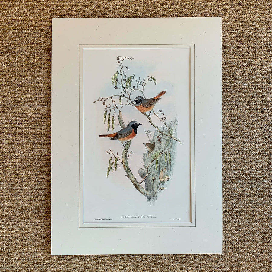 John Gould Birds of Great Britain Matted 9