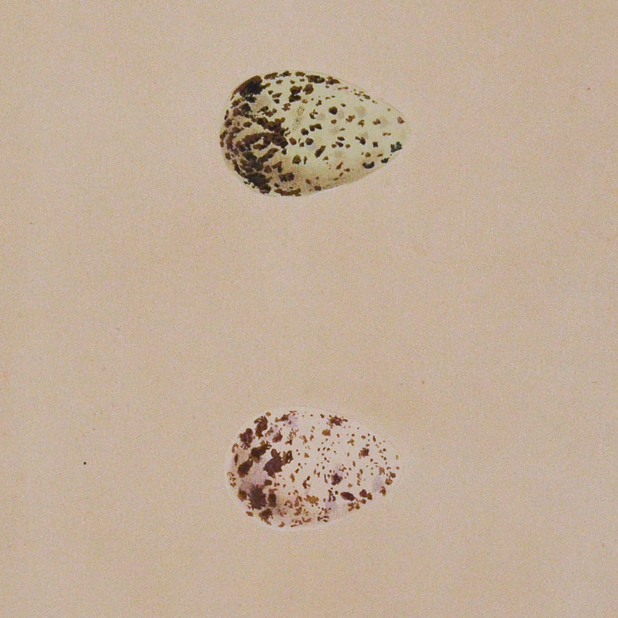Morris Eggs of British Birds (Matted)