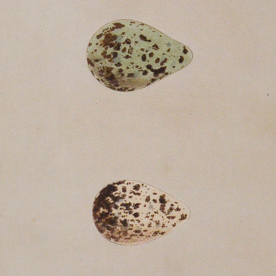 Morris Eggs of British Birds (Matted)