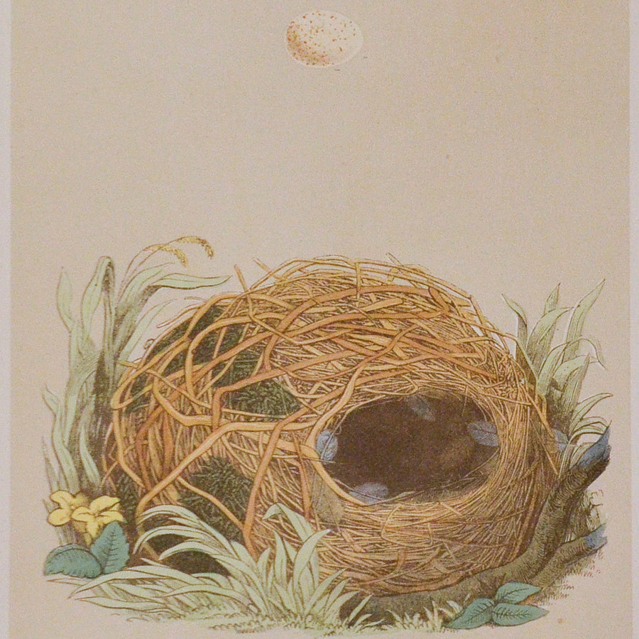 Morris Nests of British Birds (Matted)