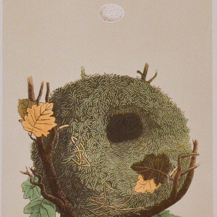 Morris Nests of British Birds (Matted)
