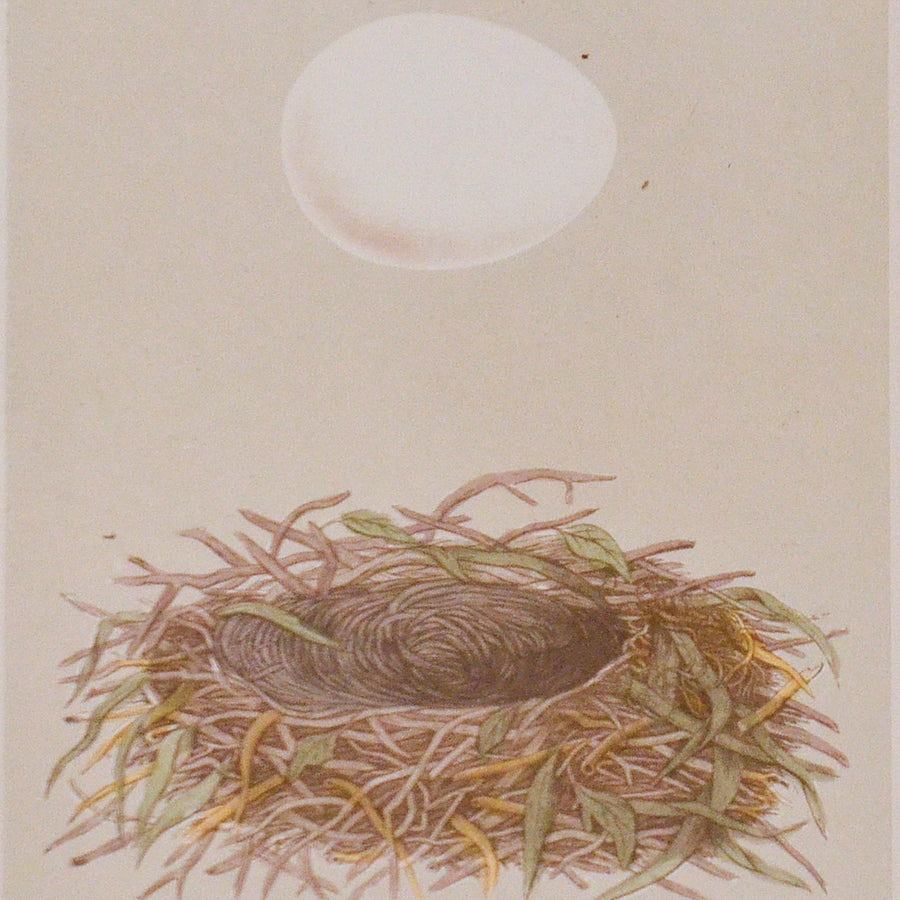 Morris Nests of British Birds (Matted)