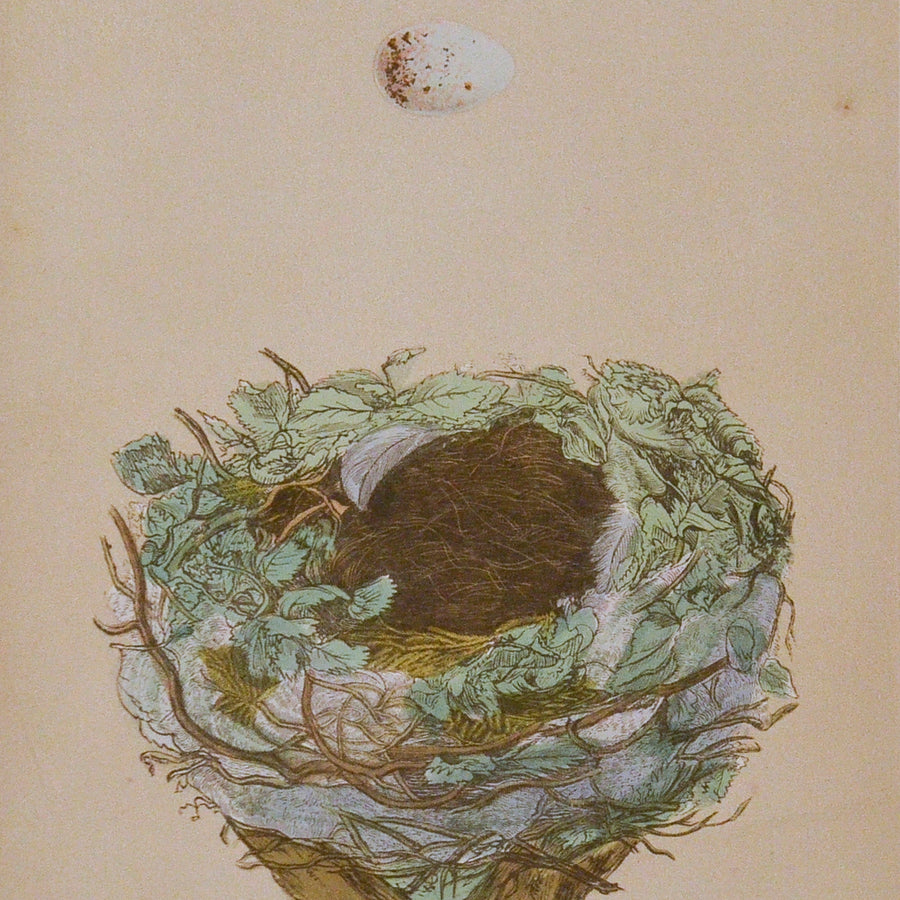 Morris Nests of British Birds (Matted)